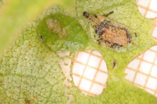 Incurvaria masculella
